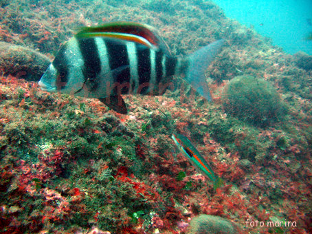 Diplodus cervinus (Sarago faraone)